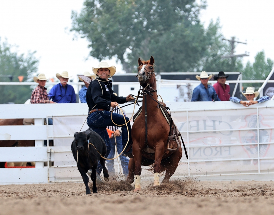 exan Ty Harris made the fastest tie-down roping run of the Cheyenne Frontier Days Rodeo this year – stopping the clock in 10.1 seconds to win Semi Final Two on Saturday.  The two-time National Finals Rodeo qualifier is currently 16th in the world standings